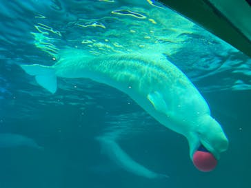 鴨川シーワールドに投稿された画像（2023/11/8）