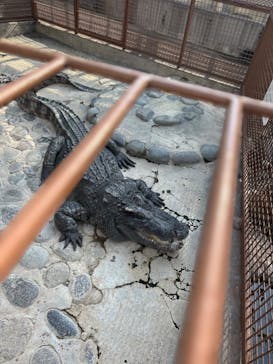 熱川バナナワニ園に投稿された画像（2023/11/8）