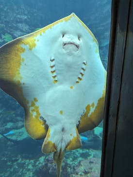 下田海中水族館に投稿された画像（2023/11/8）