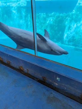 下田海中水族館に投稿された画像（2023/11/8）