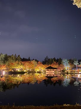 国営昭和記念公園 秋の夜散歩に投稿された画像（2023/11/8）