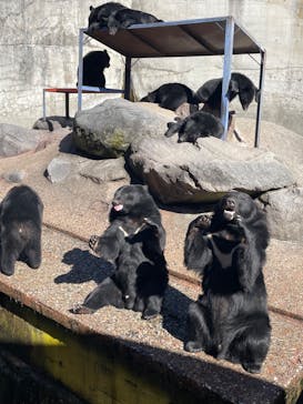 奥飛騨クマ牧場に投稿された画像（2023/11/8）