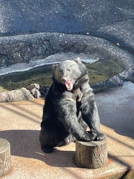 奥飛騨クマ牧場に投稿された画像（2023/11/8）