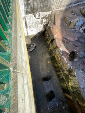 奥飛騨クマ牧場に投稿された画像（2023/11/8）