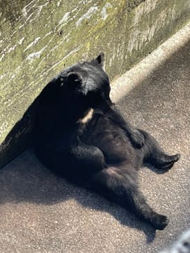 奥飛騨クマ牧場に投稿された画像（2023/11/8）