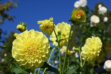 いばらきフラワーパークに投稿された画像（2023/11/8）