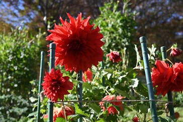 いばらきフラワーパークに投稿された画像（2023/11/8）