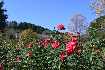 いばらきフラワーパークに投稿された画像（2023/11/8）