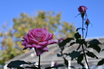 いばらきフラワーパークに投稿された画像（2023/11/8）