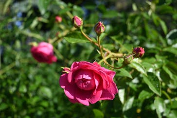 いばらきフラワーパークに投稿された画像（2023/11/8）