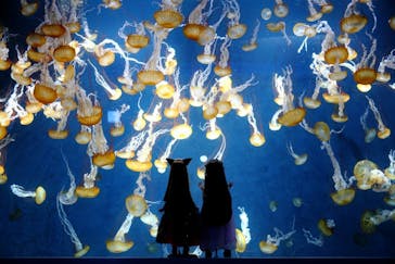 新江ノ島水族館に投稿された画像（2023/11/8）