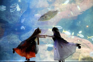 新江ノ島水族館に投稿された画像（2023/11/8）