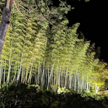 国営昭和記念公園 秋の夜散歩に投稿された画像（2023/11/8）