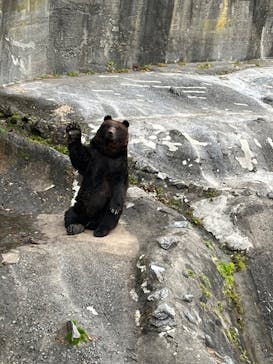 のぼりべつクマ牧場に投稿された画像（2023/11/8）