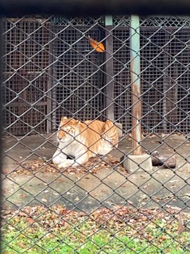 那須サファリパークに投稿された画像（2023/11/8）