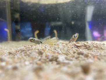 ゼロ距離水族館 伊勢シーパラダイスに投稿された画像（2023/11/8）