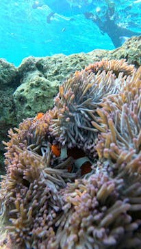 青の洞窟専門店　沖縄ダイビングショップ和に投稿された画像（2023/11/8）