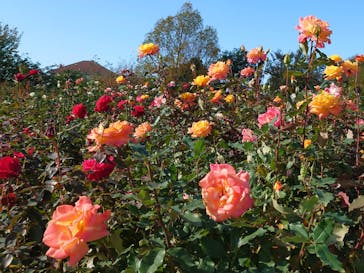 京成バラ園に投稿された画像（2023/11/8）