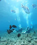 武藤潜水に投稿された画像（2023/11/9）