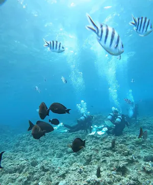 武藤潜水に投稿された画像（2023/11/9）