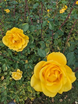 いばらきフラワーパークに投稿された画像（2023/11/9）