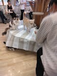 猫カフェモカ　イオンレイクタウン店に投稿された画像（2023/11/9）