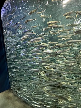 サンシャイン水族館に投稿された画像（2023/11/9）