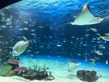 サンシャイン水族館に投稿された画像（2023/11/9）