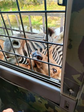 那須サファリパークに投稿された画像（2023/11/9）