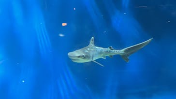 アクアワールド茨城県大洗水族館に投稿された画像（2023/11/9）