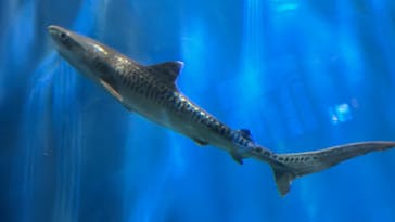 アクアワールド茨城県大洗水族館に投稿された画像（2023/11/9）