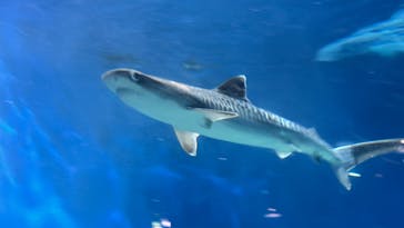 アクアワールド茨城県大洗水族館に投稿された画像（2023/11/9）