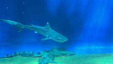 アクアワールド茨城県大洗水族館に投稿された画像（2023/11/9）