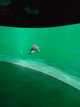 カワスイ 川崎⽔族館に投稿された画像（2023/11/9）