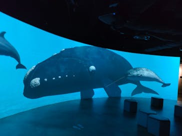 カワスイ 川崎⽔族館に投稿された画像（2023/11/9）