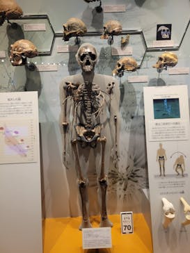 福井県立恐竜博物館に投稿された画像（2023/11/9）