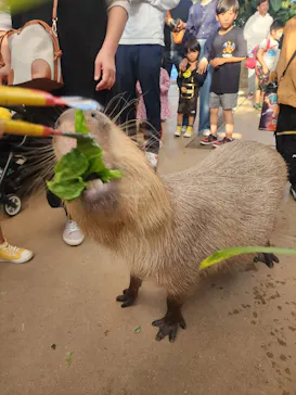 神戸どうぶつ王国に投稿された画像（2023/11/9）