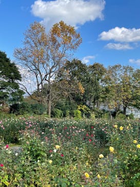 いばらきフラワーパークに投稿された画像（2023/11/9）