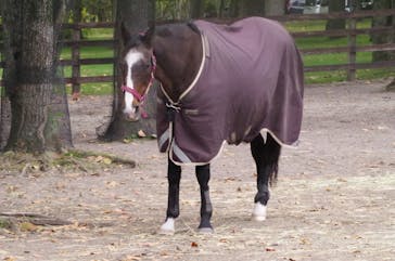 ノーザンホースパークに投稿された画像（2023/11/9）