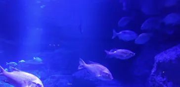 すみだ水族館に投稿された画像（2023/11/9）