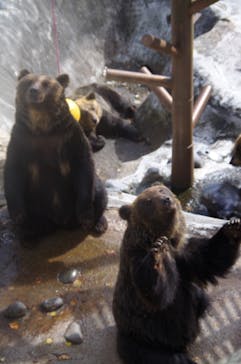 のぼりべつクマ牧場に投稿された画像（2023/11/9）