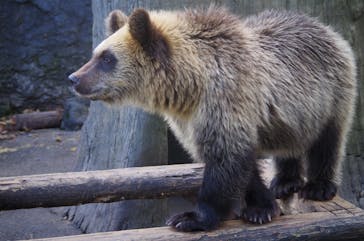 のぼりべつクマ牧場に投稿された画像（2023/11/9）