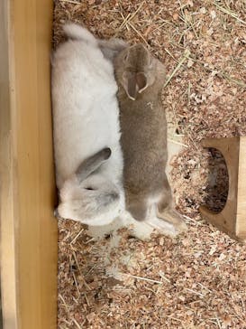 Moff アニマル カフェ イーアス 高尾店に投稿された画像（2023/11/8）