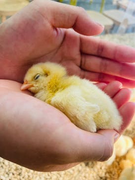 Moff アニマル カフェ イーアス 高尾店に投稿された画像（2023/11/8）