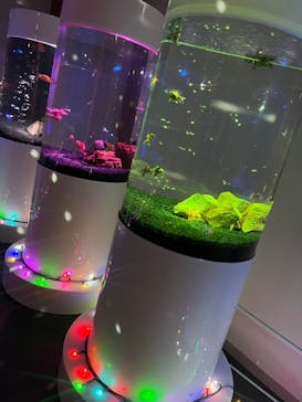 NARA KINGYO MUSEUMに投稿された画像（2023/11/9）