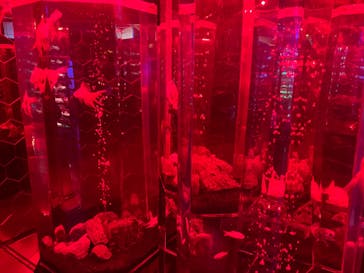 NARA KINGYO MUSEUMに投稿された画像（2023/11/9）