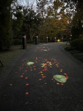 国営昭和記念公園 秋の夜散歩に投稿された画像（2023/11/9）