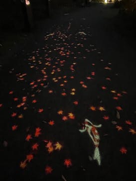 国営昭和記念公園 秋の夜散歩に投稿された画像（2023/11/9）