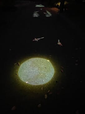 国営昭和記念公園 秋の夜散歩に投稿された画像（2023/11/9）