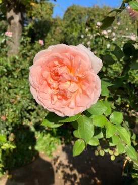 横浜イングリッシュガーデンに投稿された画像（2023/11/9）